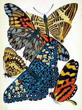 Load image into Gallery viewer, Art Deco Butterfly Illustrations from Historical Sources, Antique Print Set
