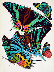 Art Deco Butterfly Illustrations from Historical Sources, Antique Print Set