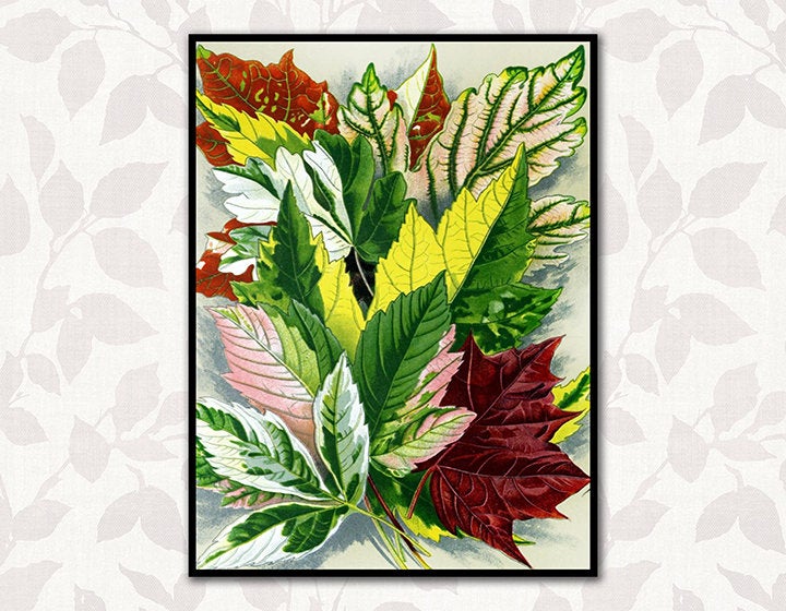 Autumn Leaves #1 Botanical Print