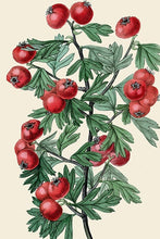 Load image into Gallery viewer, Berry Botanical Illustrations from Historical Sources, Antique Print Set
