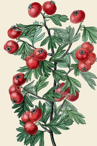 Berry Botanical Illustrations from Historical Sources, Antique Print Set