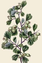Load image into Gallery viewer, Berry Botanical Illustrations from Historical Sources, Antique Print Set
