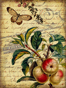 Apple and Butterfly Shabby Chic Collage Print