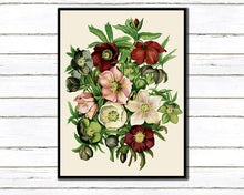 Load image into Gallery viewer, Anemone Varieties Art Print
