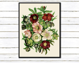 Anemone Varieties Art Print