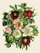 Load image into Gallery viewer, Anemone Varieties Art Print
